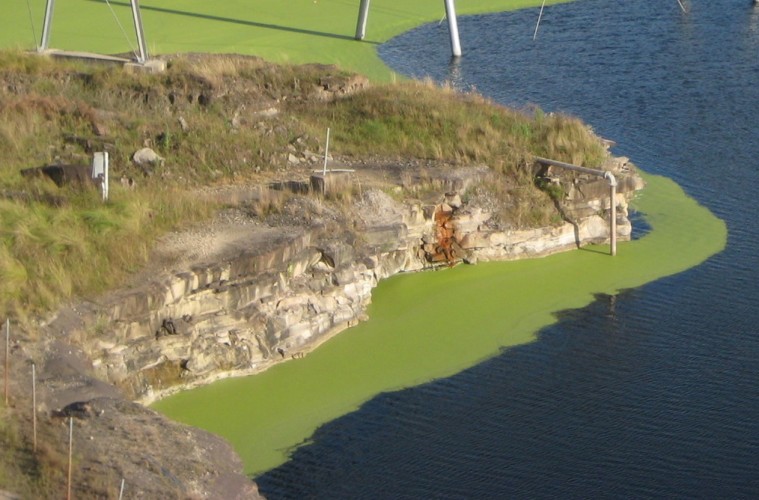 algea